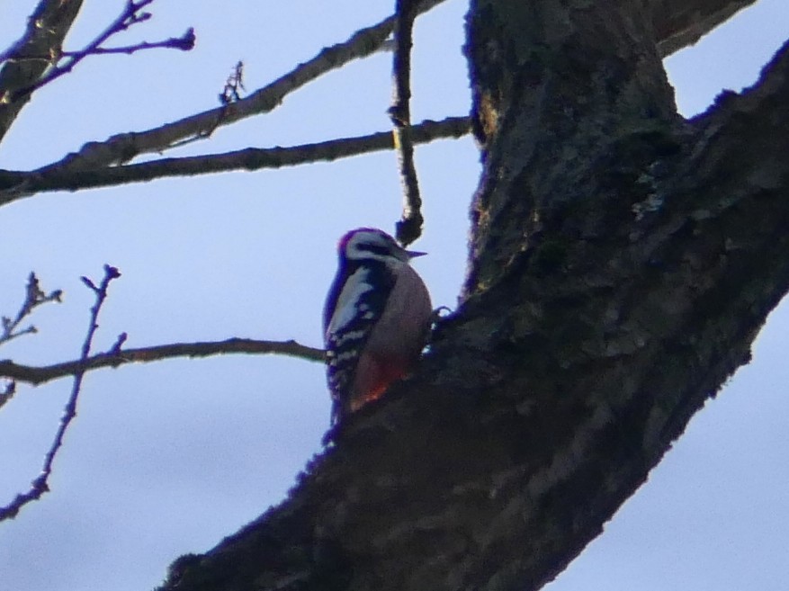Middle Spotted Woodpecker - ML208439941