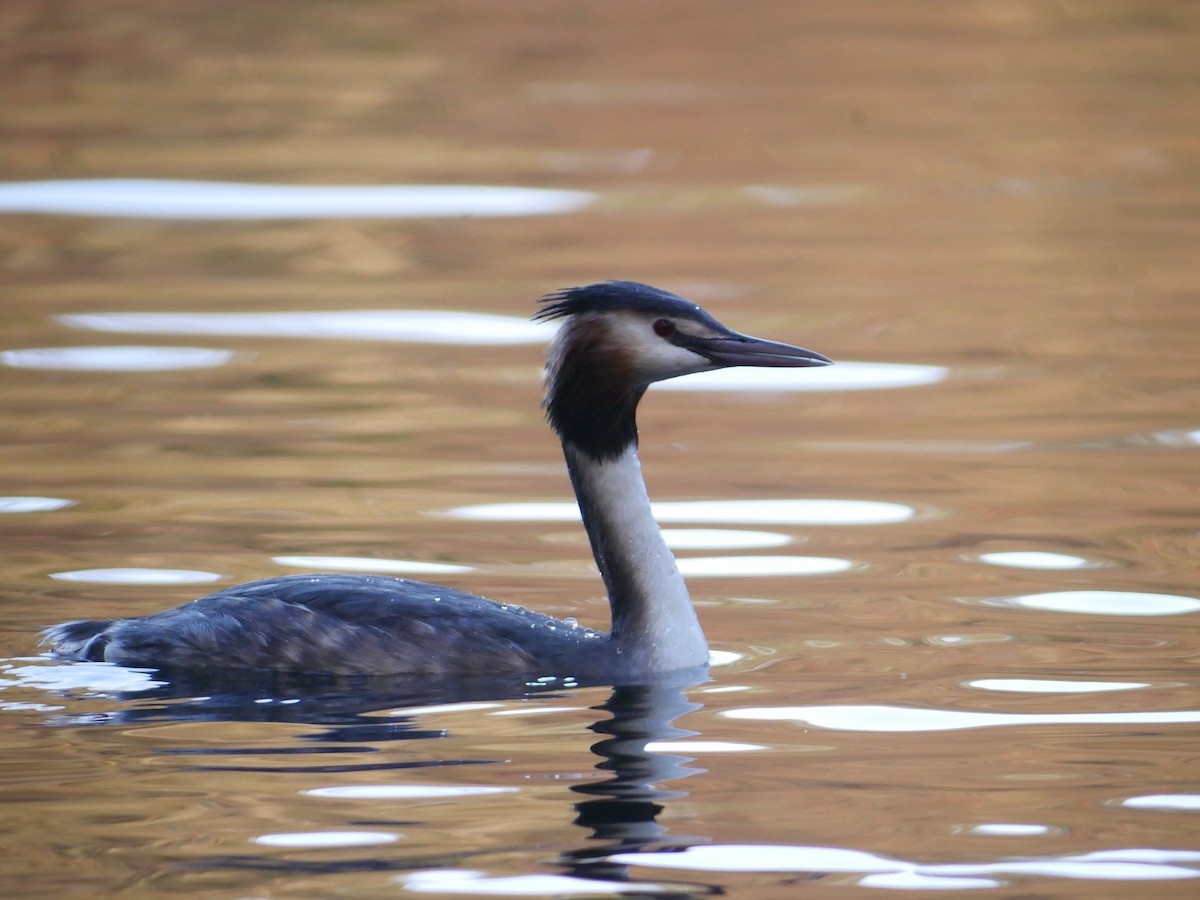 Great Crested Grebe - ML208440141