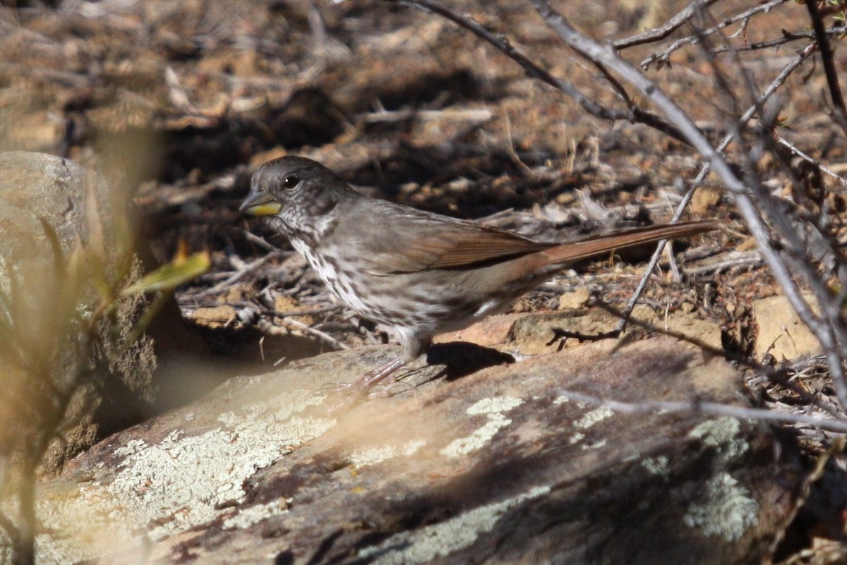 Fox Sparrow (Thick-billed) - ML20844211