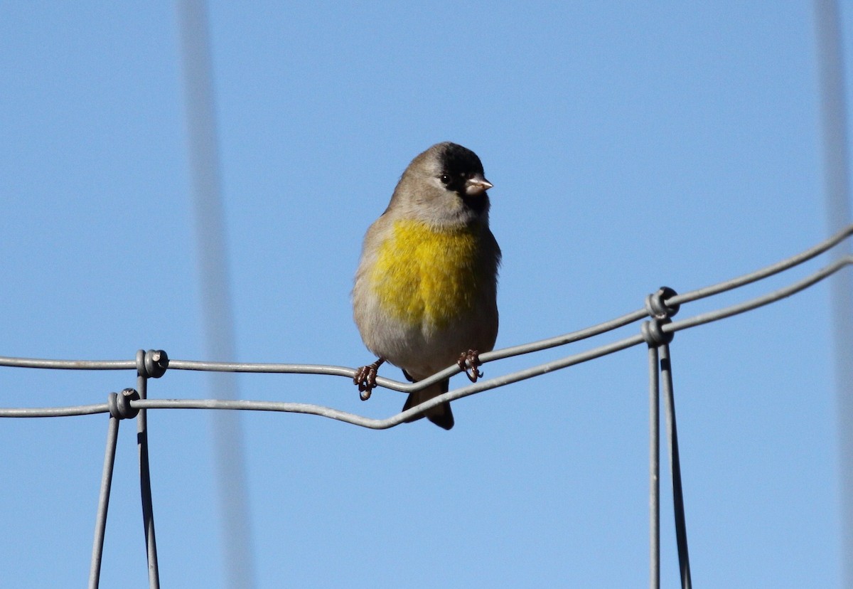 Lawrence's Goldfinch - ML20844281