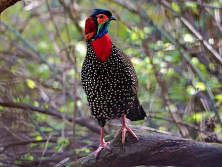 Western Tragopan - Tragopan melanocephalus - Birds of the World