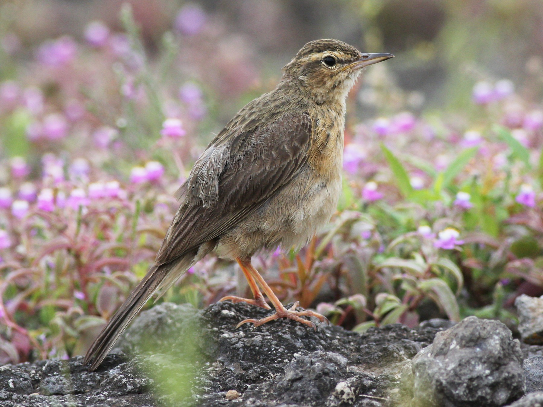 Long-billed Pipit - eBird