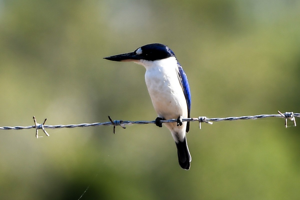 Forest Kingfisher - ML208455531