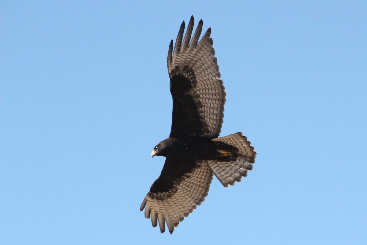 Zone-tailed Hawk - Lindsay Story