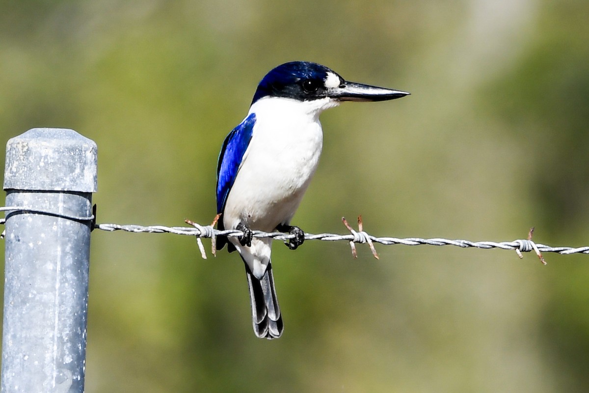 Forest Kingfisher - ML208456621