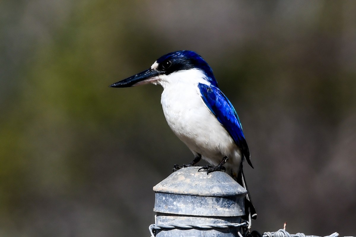 Forest Kingfisher - ML208456681
