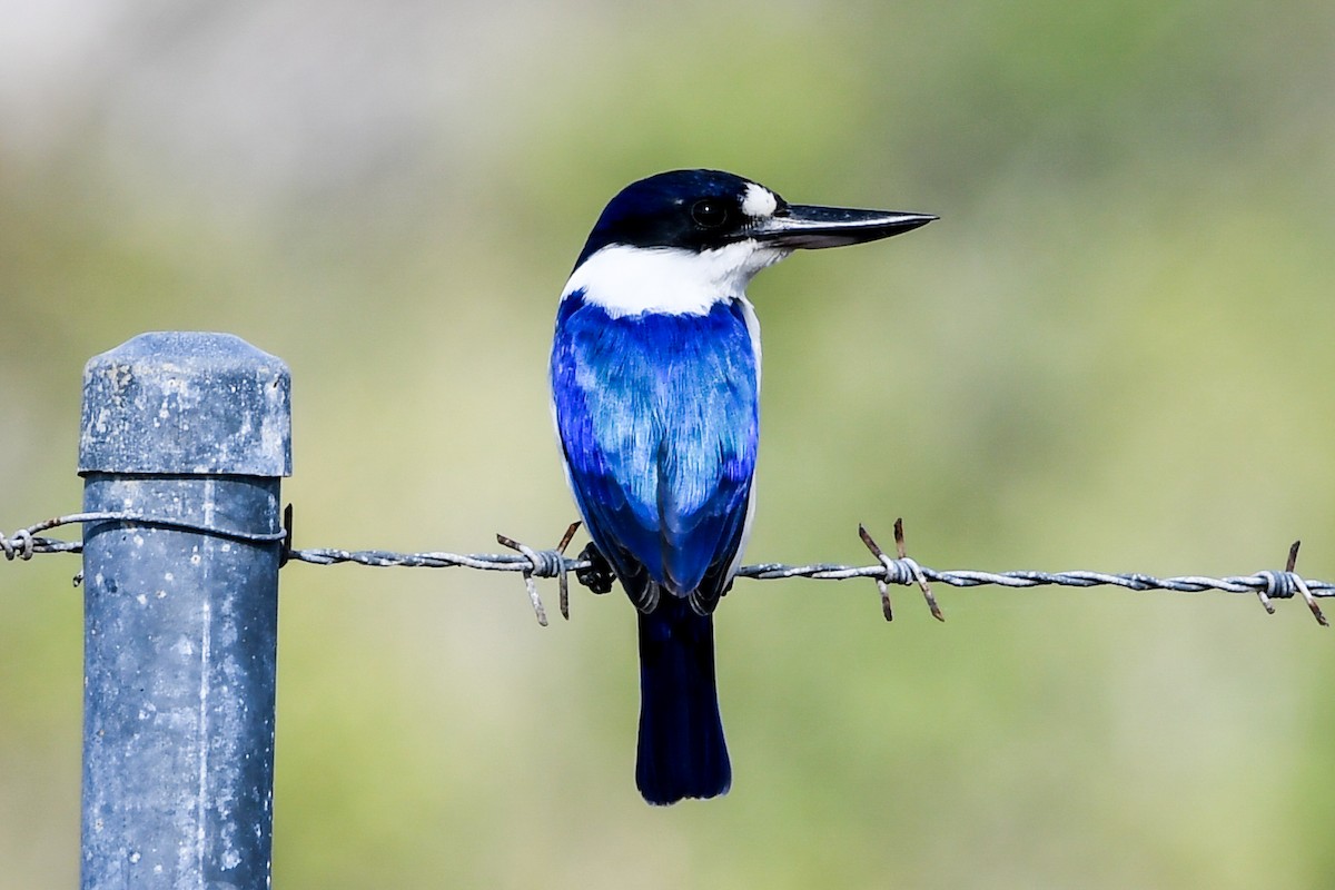 Forest Kingfisher - ML208456691