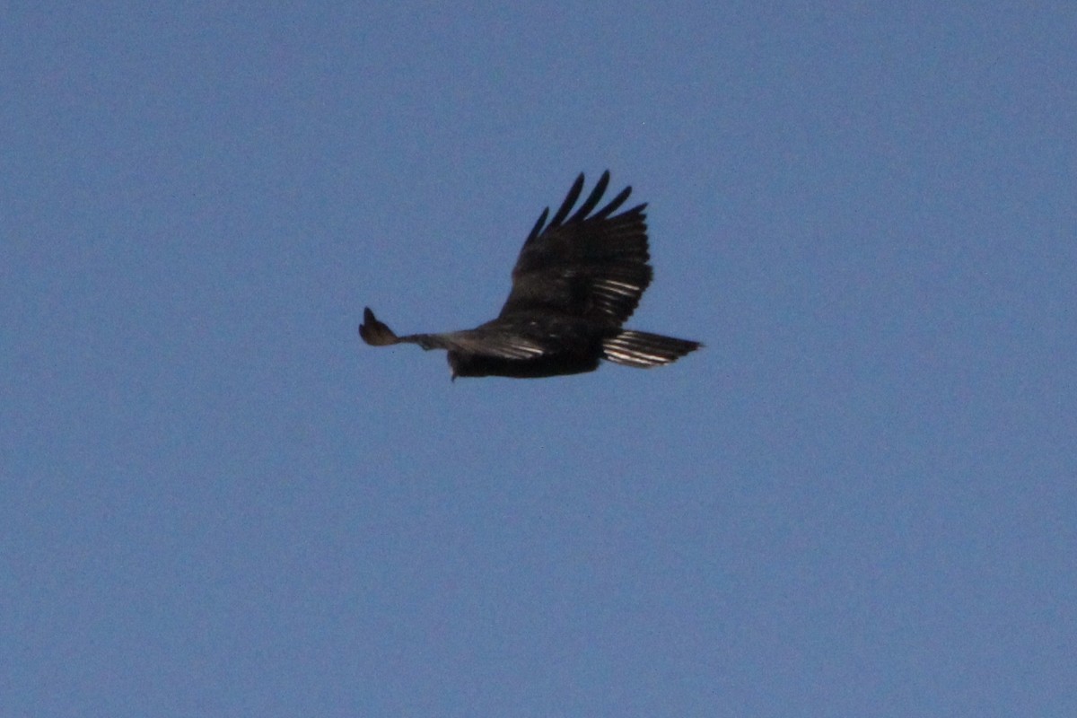 Zone-tailed Hawk - ML20845701