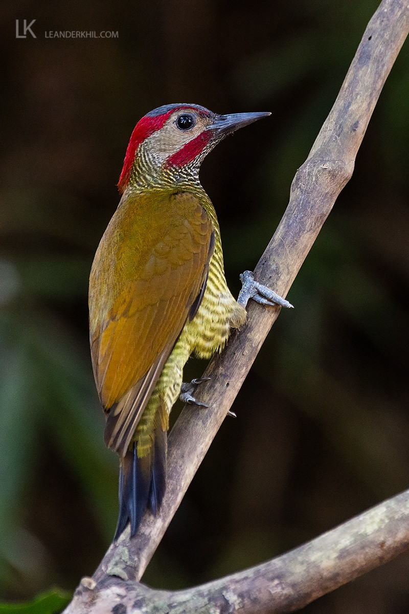 Golden-olive Woodpecker - Leander Khil
