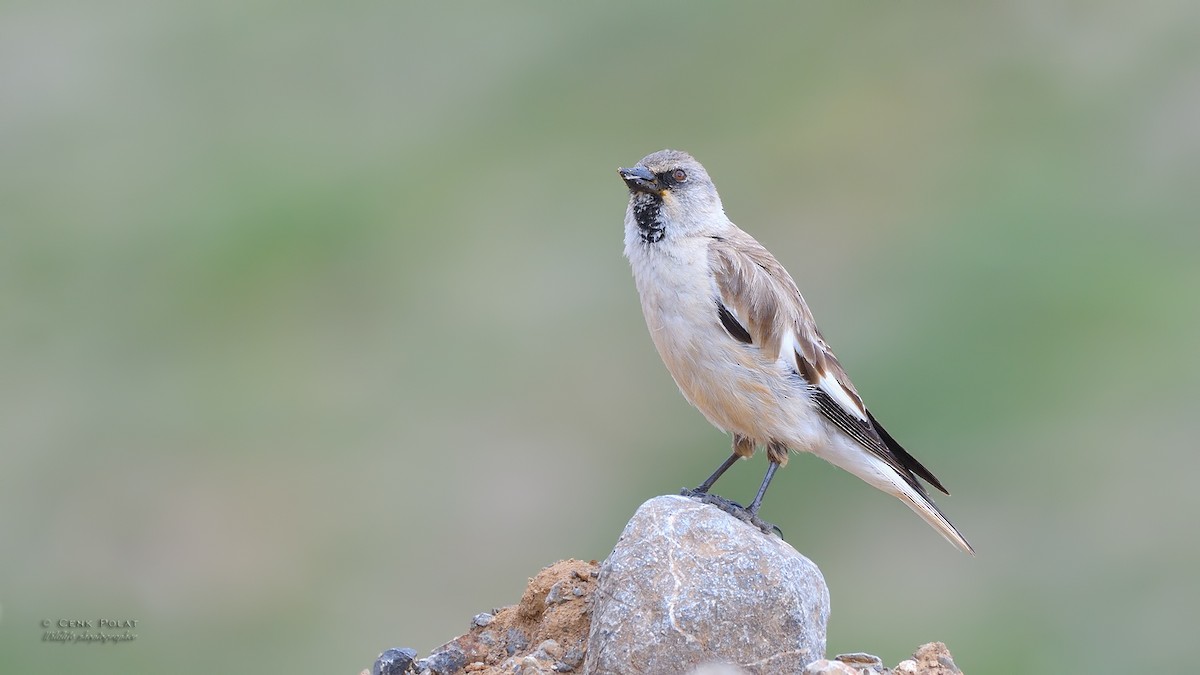 White-winged Snowfinch - ML208457121