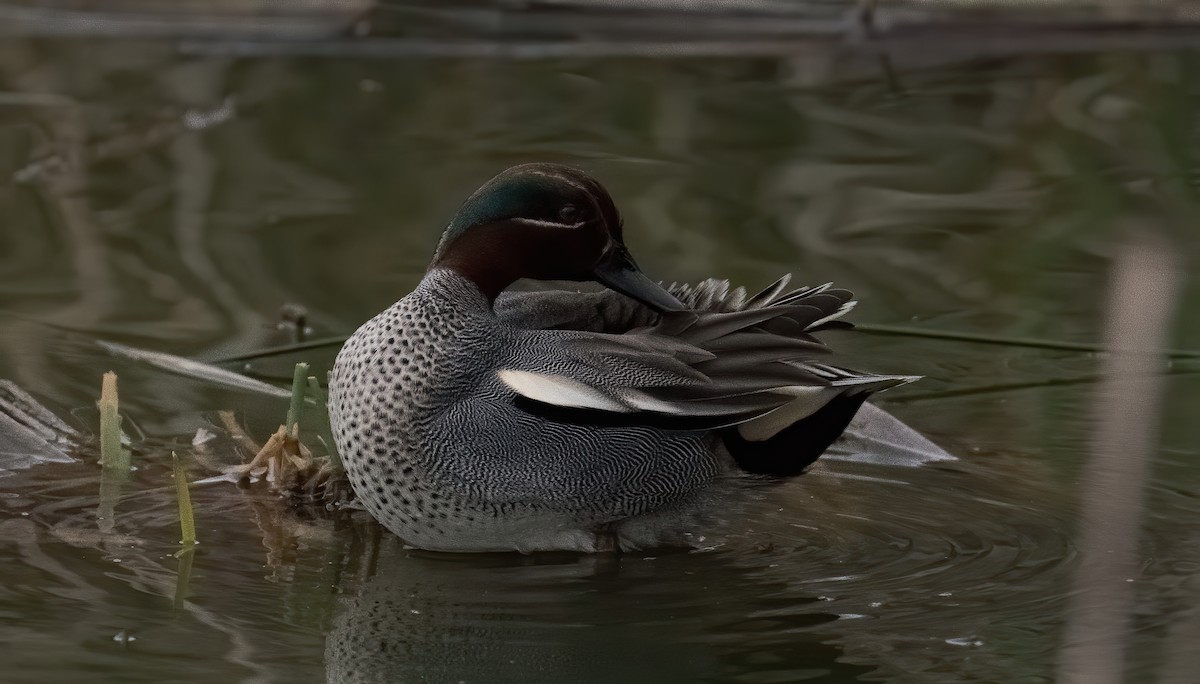 Green-winged Teal - ML208458491