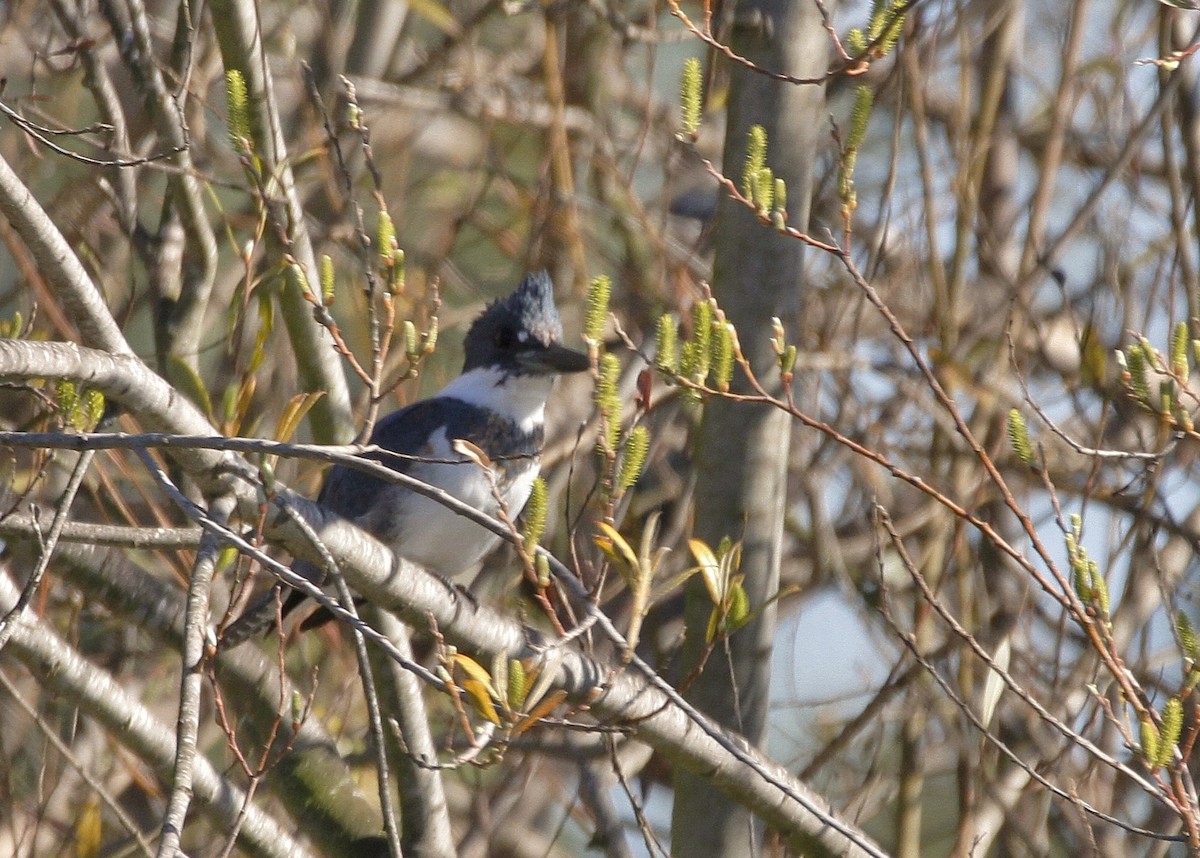 Belted Kingfisher - ML208459331