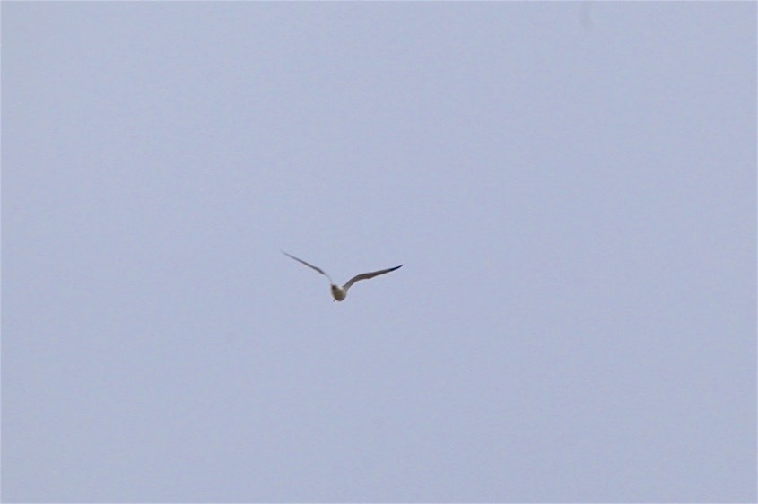 Делавэрская чайка - ML208460121
