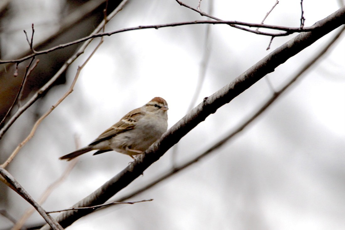 Chipping Sparrow - ML208460181