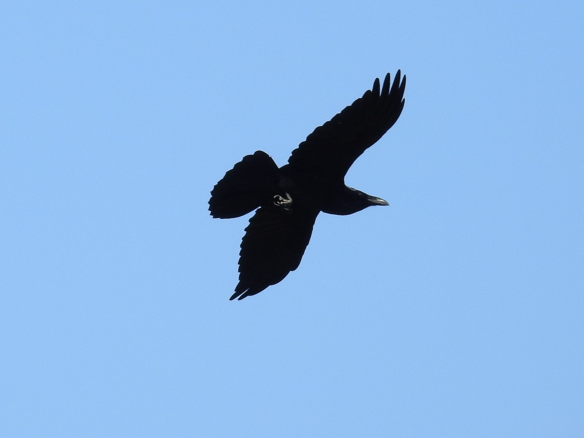 Common Raven - Dave McLain