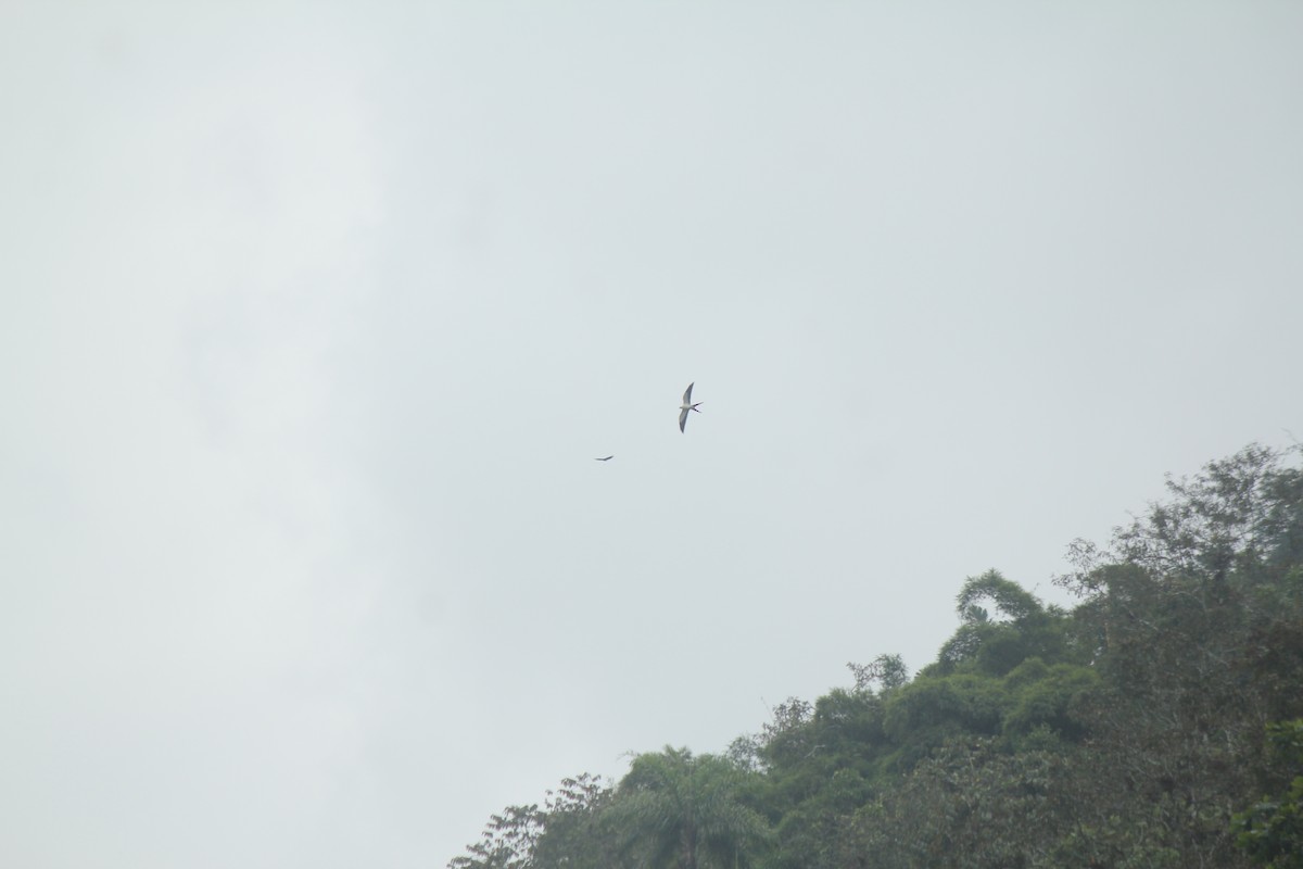 Swallow-tailed Kite - ML208461761