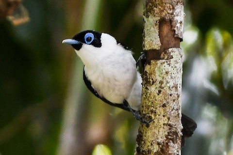 Frill-necked Monarch - Arses lorealis - Buscar multimedia Macaulay Library  y eBird