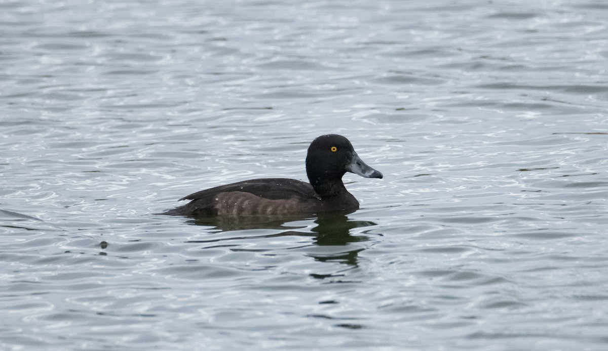 Tufted Duck - ML208462891