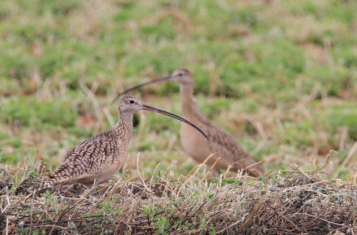 Long-billed Curlew - Dale Clark