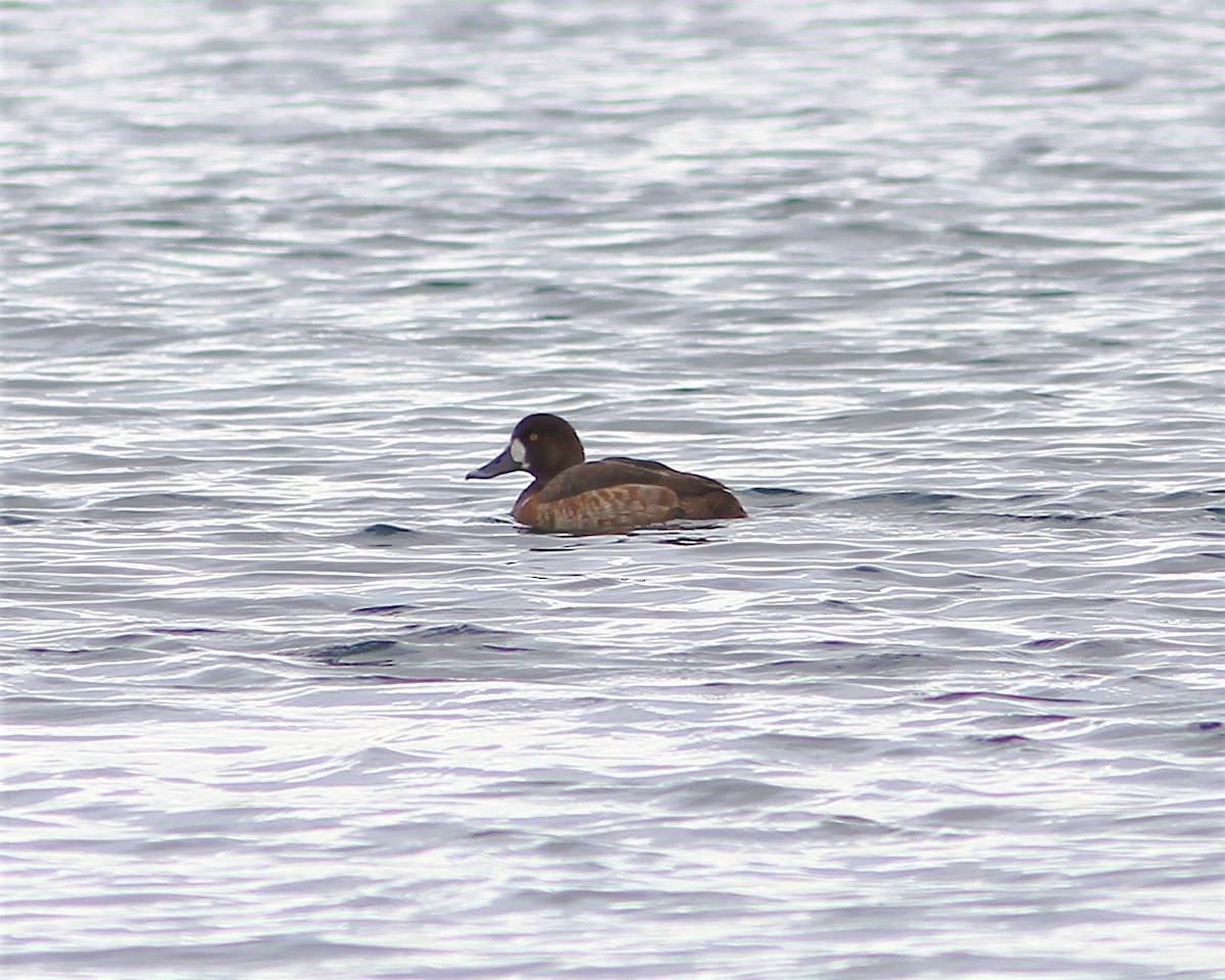 Greater Scaup - ML208466461