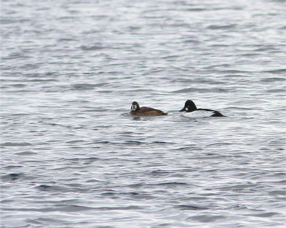 Greater Scaup - ML208466481