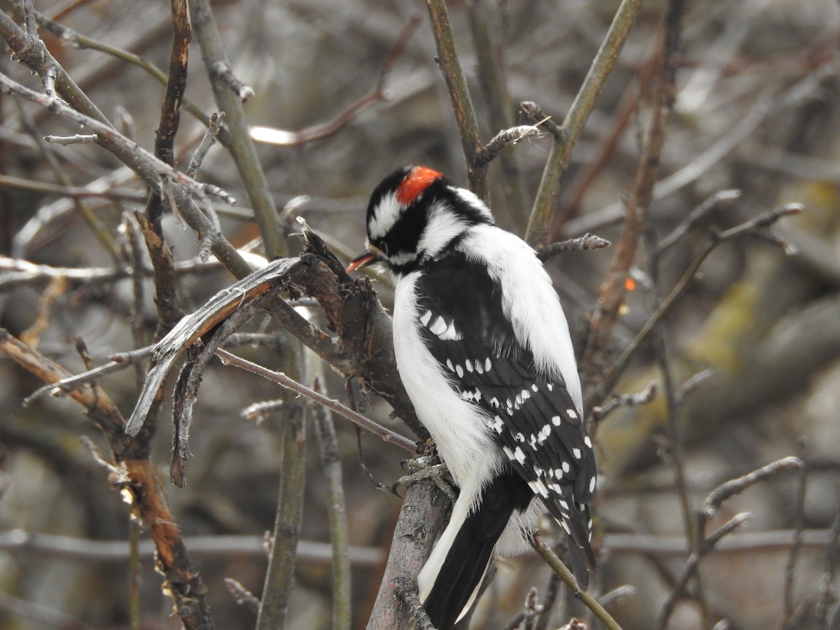 Downy Woodpecker (Rocky Mts.) - ML208470801