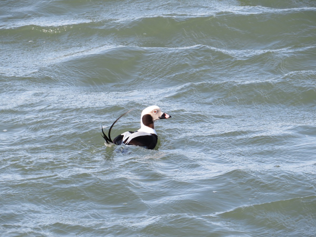 Long-tailed Duck - ML208471551