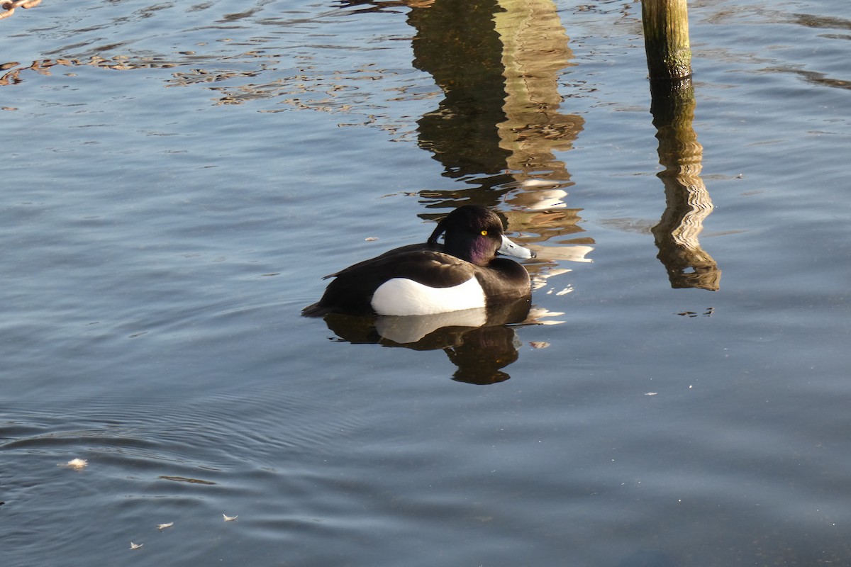 Tufted Duck - ML208472011