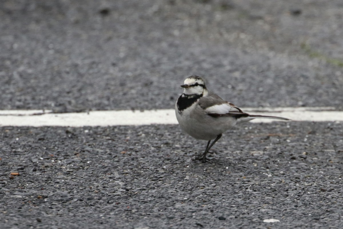 White Wagtail (Black-backed) - Charley Hesse TROPICAL BIRDING
