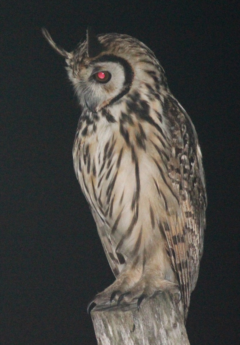 Striped Owl - Lydia Friedland