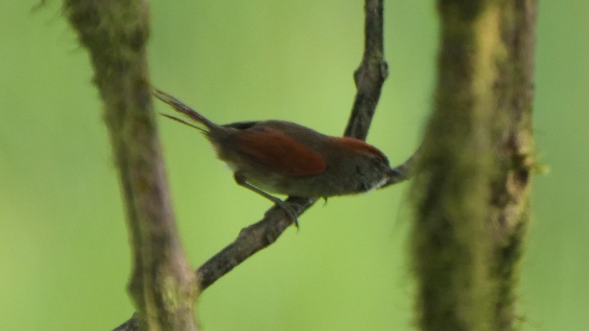 Azara's Spinetail - Mike Grant