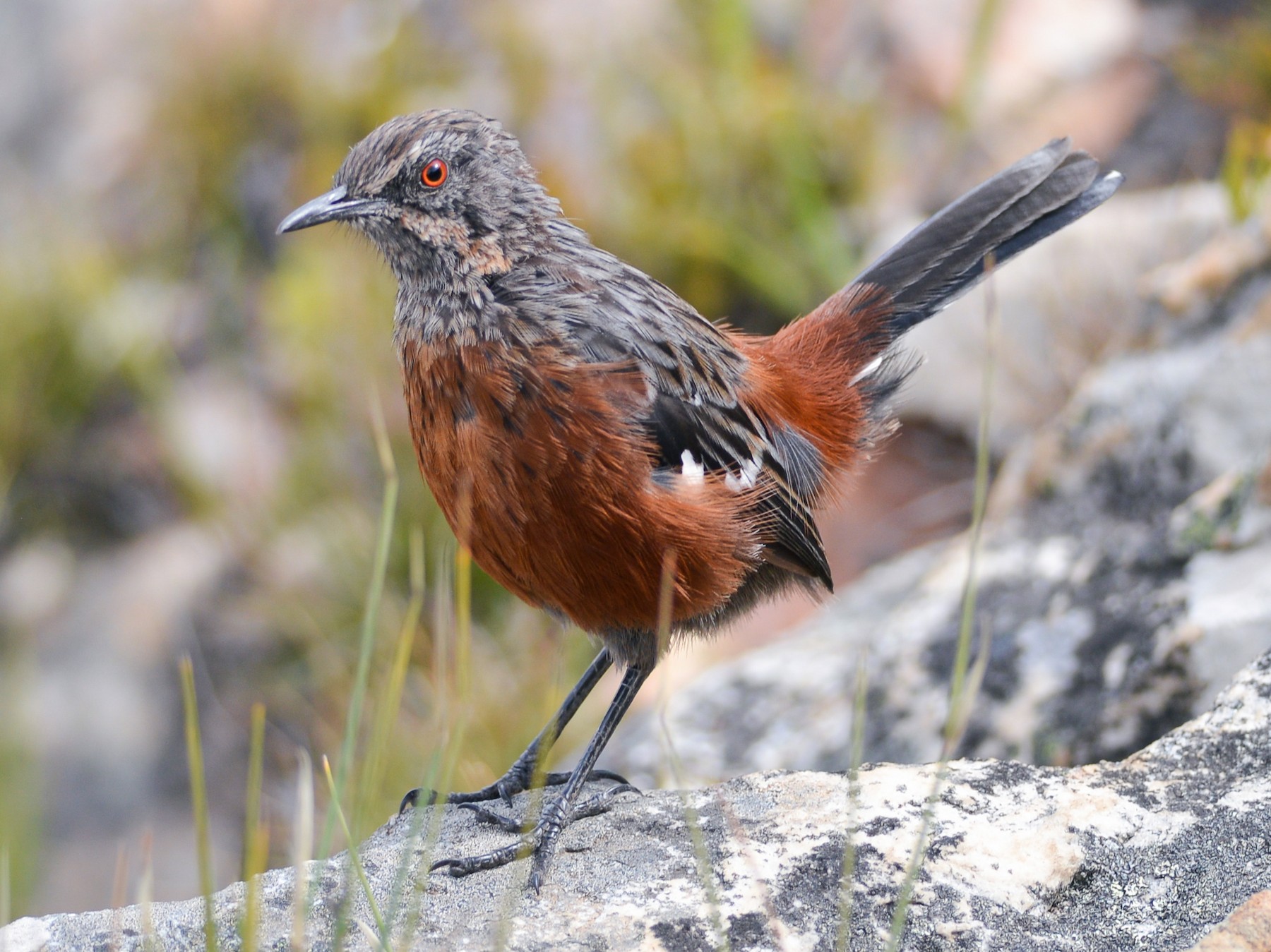 Cape Rockjumper - Cameryn Brock