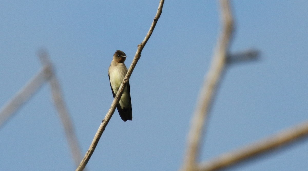 Southern Rough-winged Swallow - Michael Woodruff