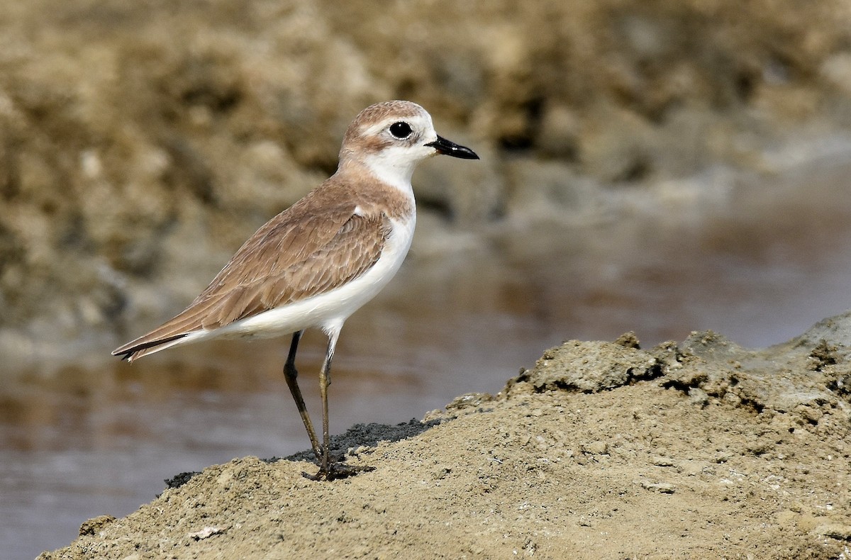 Greater Sand-Plover - Lukasz Pulawski