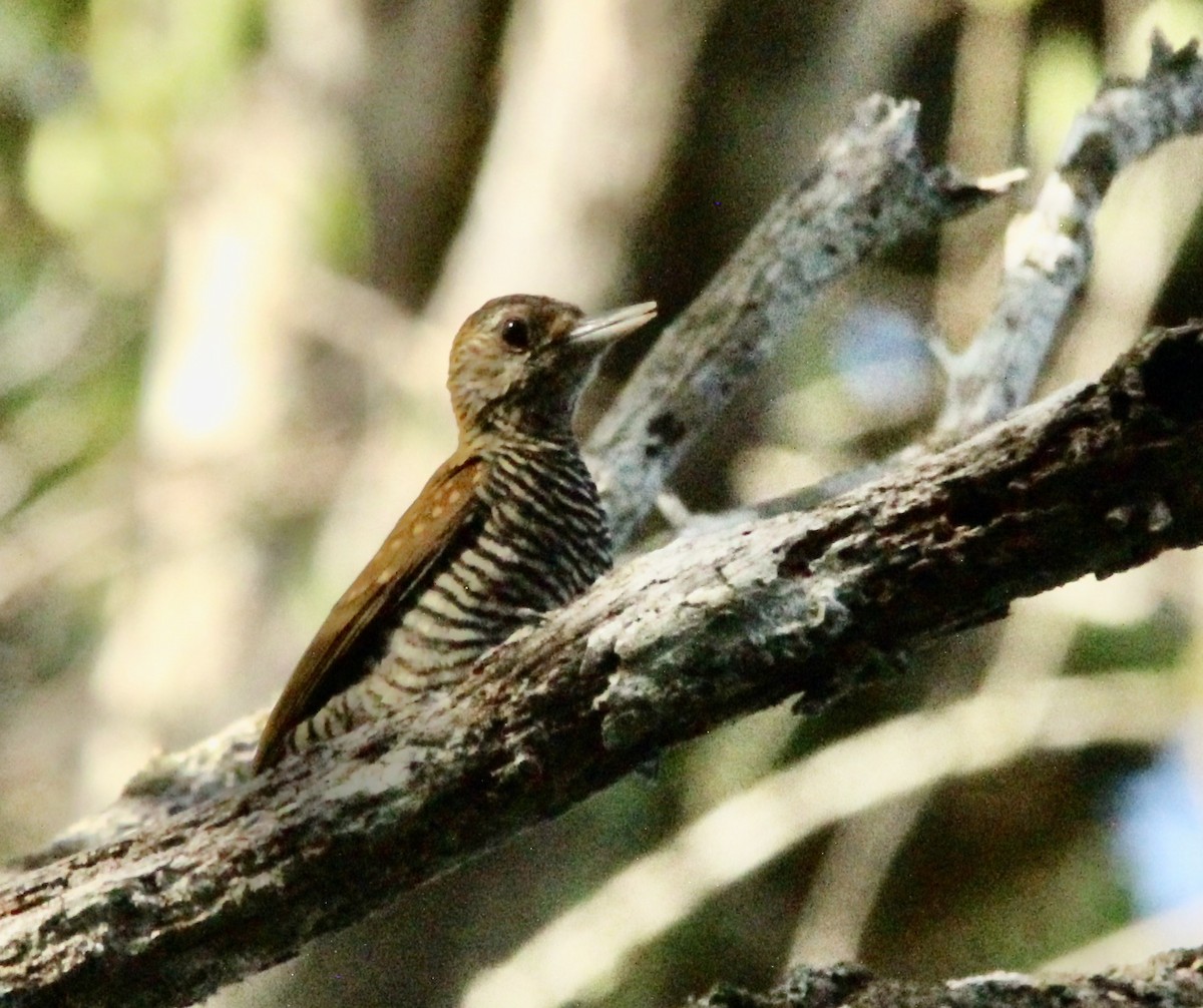 Golden-collared Woodpecker - Stuart White