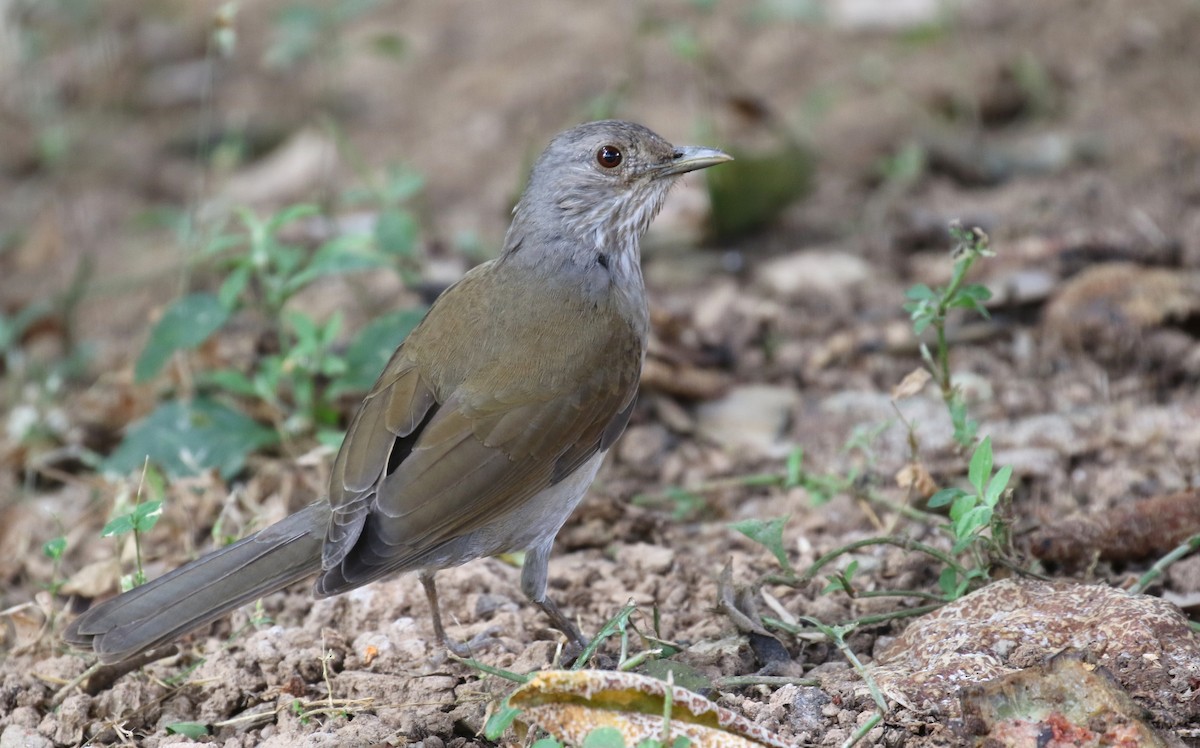 Pale-breasted Thrush - ML208491571