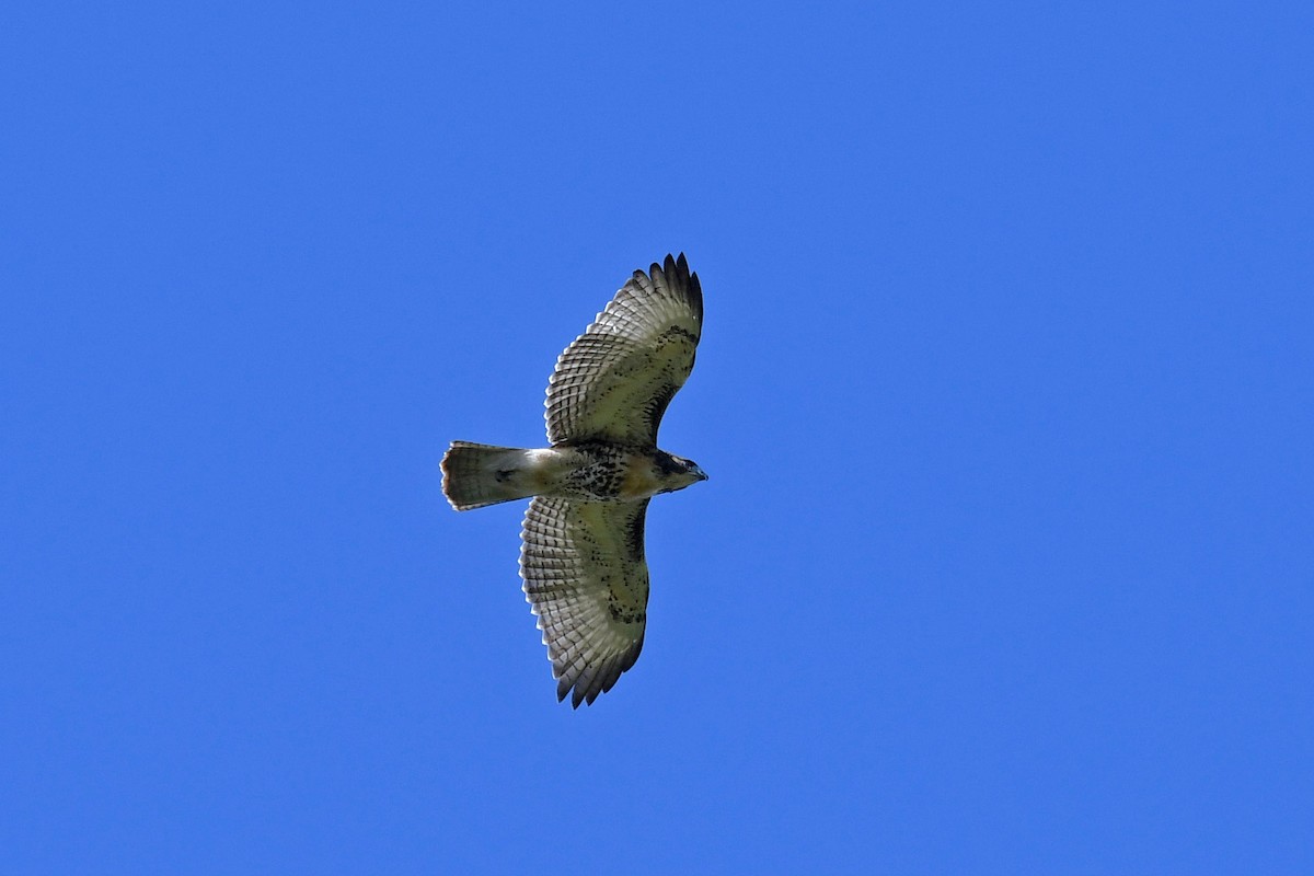 Red-tailed Hawk - ML208494501