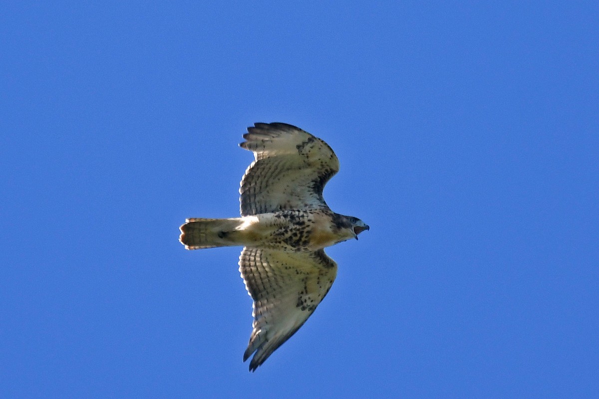 Red-tailed Hawk - ML208494511