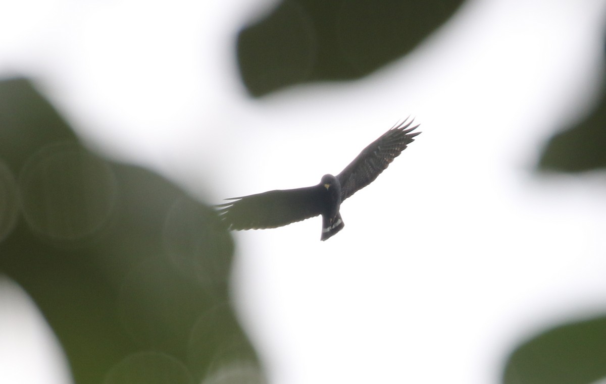 Zone-tailed Hawk - Michael Woodruff