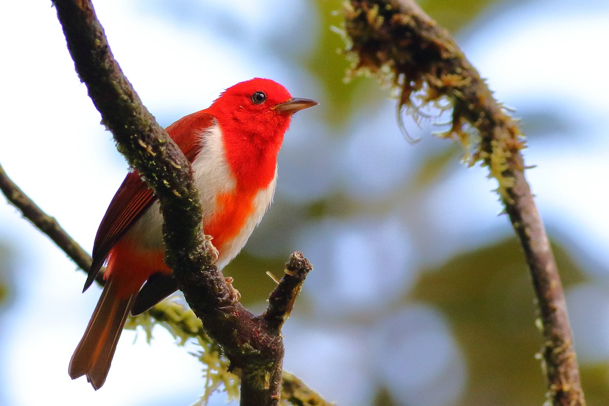 Scarlet-and-white Tanager - Sean Williams