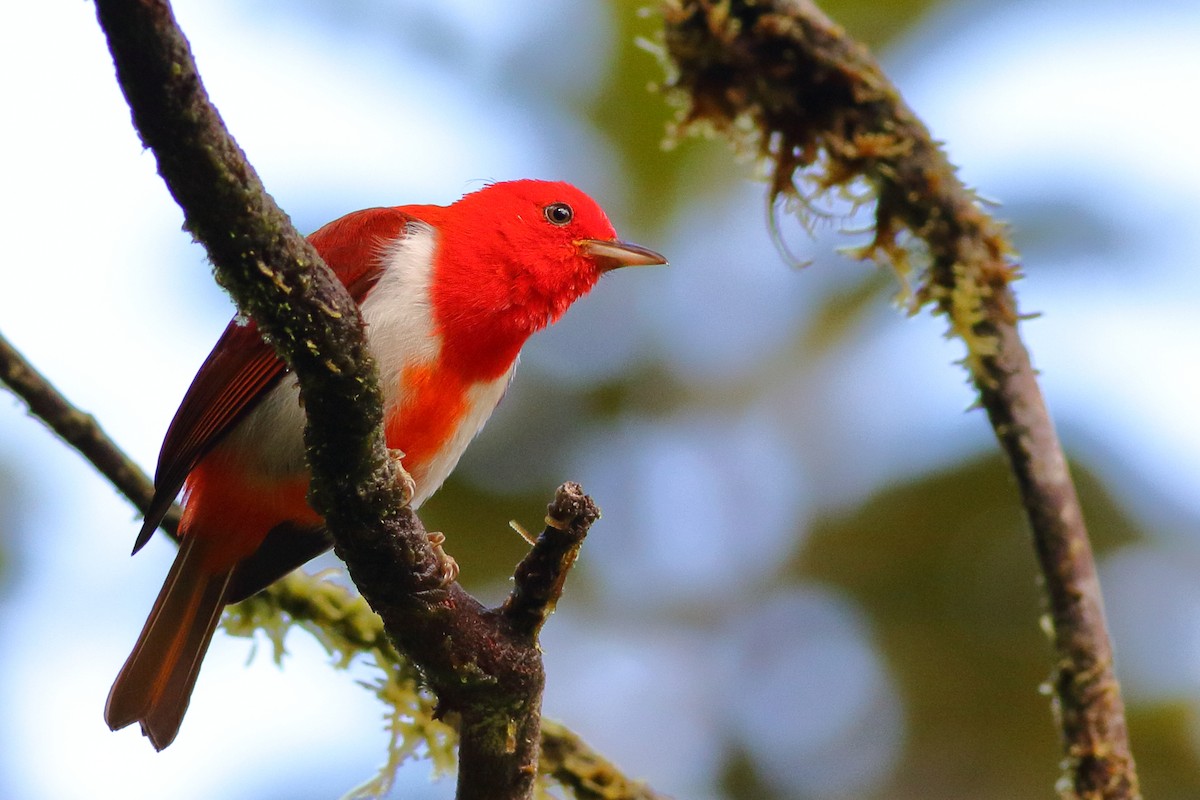 Scarlet-and-white Tanager - ML208502321