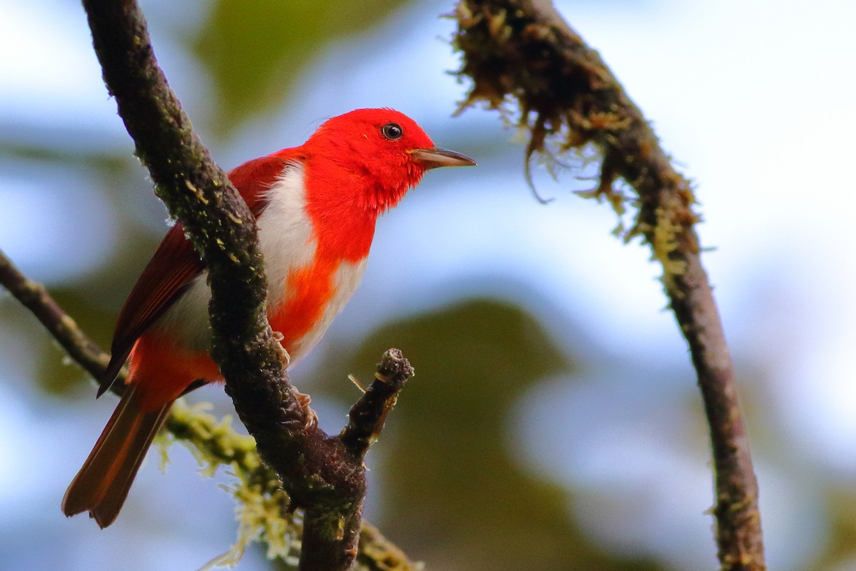 Scarlet-and-white Tanager - ML208502341