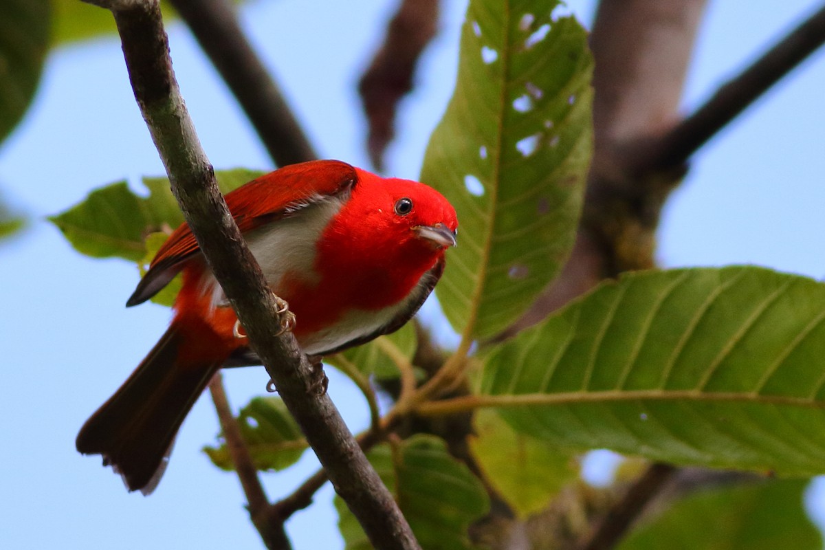 Scarlet-and-white Tanager - ML208502381