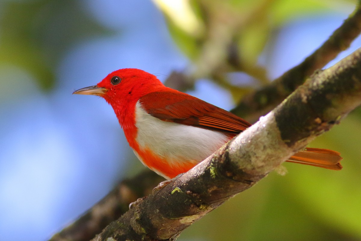 Scarlet-and-white Tanager - ML208502421