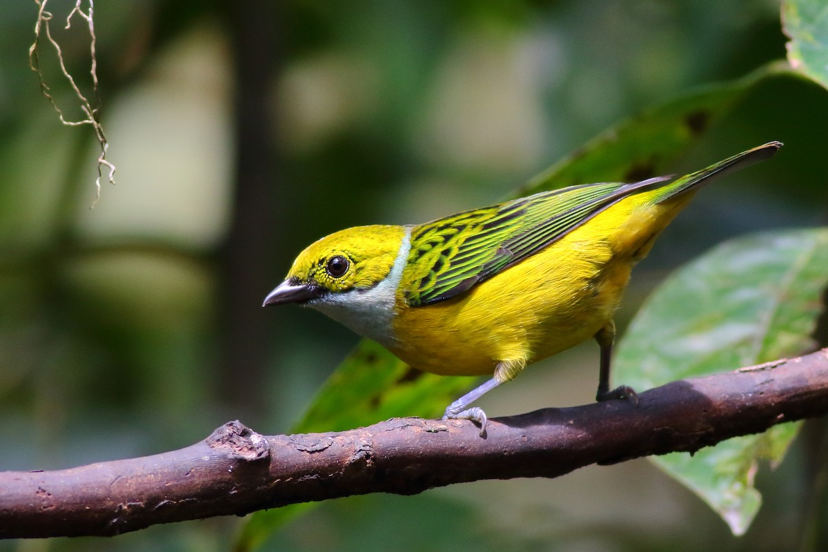Silver-throated Tanager - ML208502781