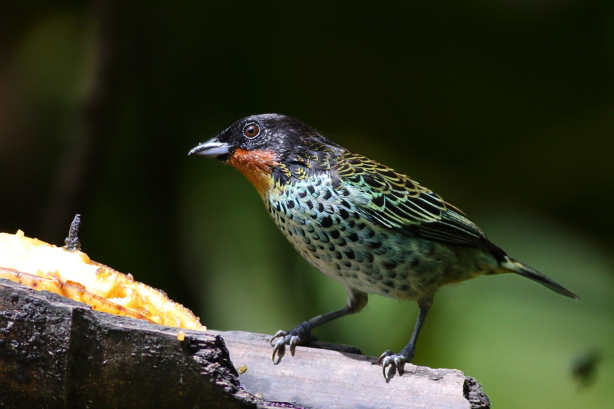 Rufous-throated Tanager - Sean Williams