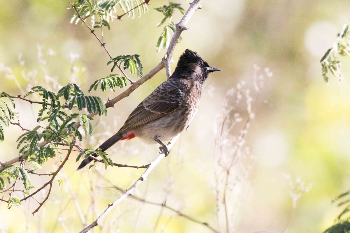 Red-vented Bulbul - ML208505471