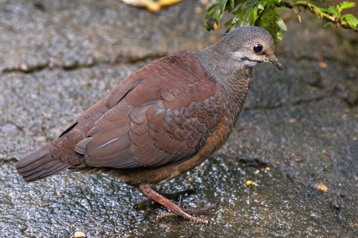 Buff-fronted Quail-Dove - ML208514781