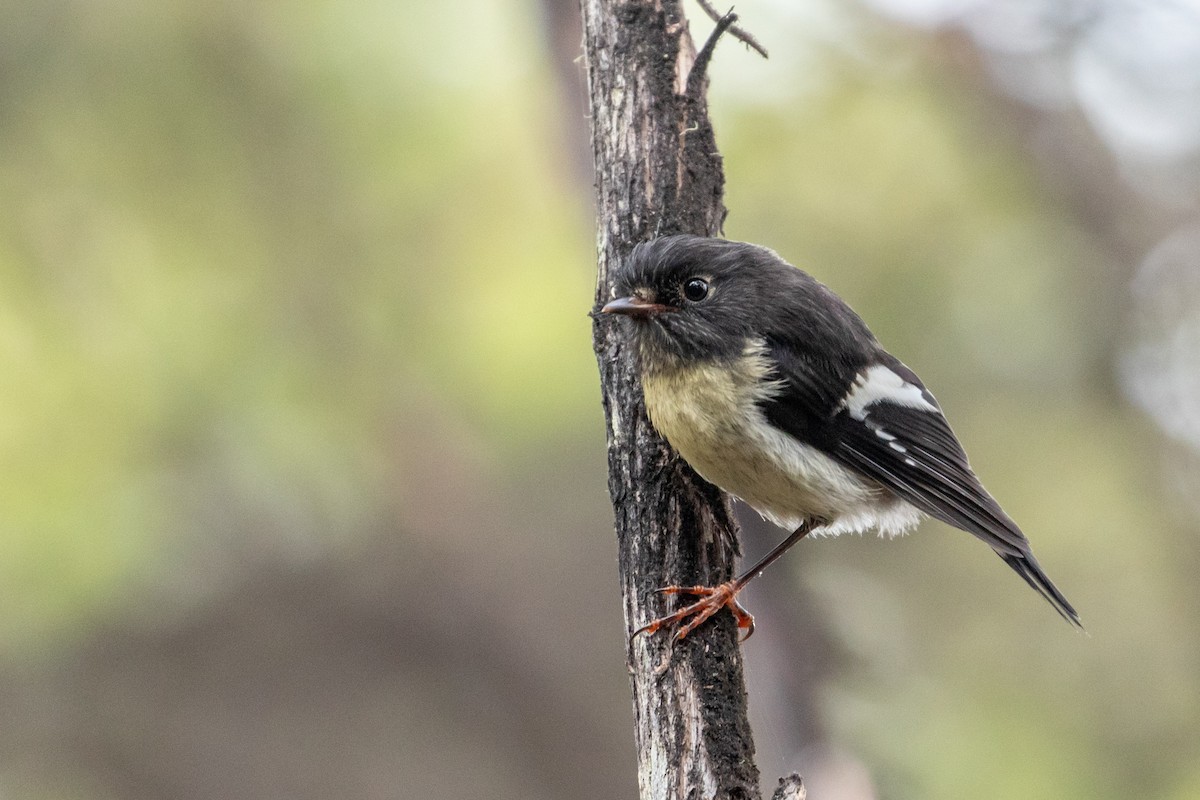 Tomtit (New Zealand) - Louis Bevier