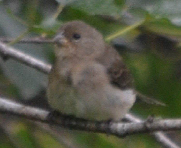 Double-collared Seedeater - ML208530541